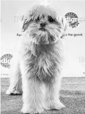  ?? COURTESY OF ANIMAL PLANET ?? Rory from Florida Little Dog Rescue won MVP honors at the Puppy Bowl on Sunday.