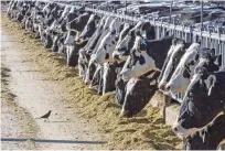  ?? RODRIGO ABD/ASSOCIATED PRESS FILE PHOTO ?? Dairy cattle feed at a farm in 2017 near Vado. The U.S. Department of Agricultur­e said Monday bird flu has been detected among dairy cows in New Mexico, Texas and Kansas.