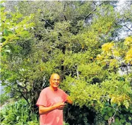  ?? ?? K Gurunathan next to a celery pine tree.