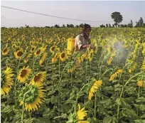  ?? Foto Arif Ali/AFP ?? Uporaba in tveganje kemičnih pesticidov sta se leta 2020 v primerjavi z letom 2019 zmanjšala za odstotek, v primerjavi z obdobjem 2015–2017 pa za 14.