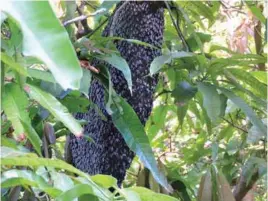  ??  ?? A colony of Apis dorsata (locally known as Pukyutan or Putyukan) occupying a big comb on a mango tree branch.