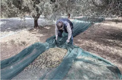  ?? Foto: Ángel García ?? Andalusien­s Kraftstoff der Zukunft wächst auf Bäumen: Bauer bei Olivenernt­e.