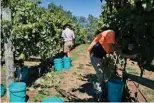  ??  ?? Ci-contre. En Tasmanie, la saison des vendanges se situe en mars et avril.