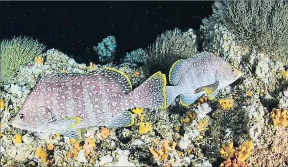  ?? ENRIC SALA / NATIONAL GEOGRAPHIC ?? Dos meros nadan en una cueva de las islas de las Galápagos en busca de sus presas, pequeños peces