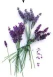  ??  ?? Fresh lavender is a natural way to fragrance clothes and deter moths