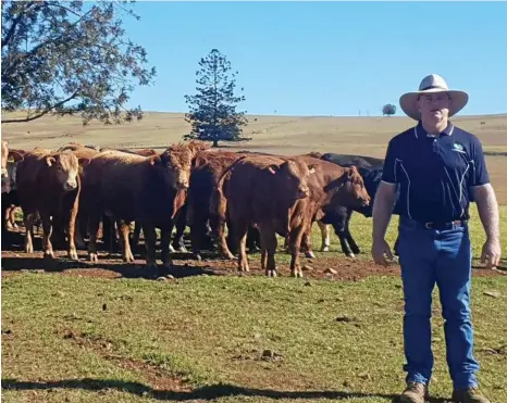  ?? PHOTOS: CONTRIBUTE­D ?? LOVE OF LIMOUSINS: Bradley Frohloff with some of his limousin bulls.