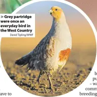  ?? David Tipling/WWF ?? > Grey partridge were once an everyday bird in the West Country