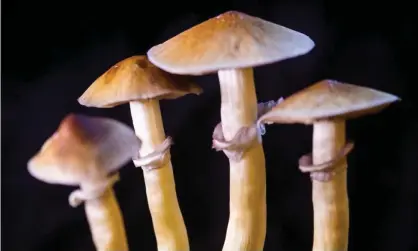  ?? Photograph: mrOrange/Alamy ?? Psilocybe cubensis, a species of psychedeli­c mushroom.