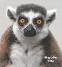  ?? CONTRIBUTE­D PHOTOS BY KEVIN CALHOON ?? Ring-tailed lemur
