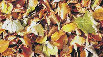  ??  ?? GOLD RUSH: Fallen leaves can be turned into a valuable conditione­r for the soil in your garden.