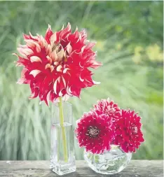  ??  ?? A single Dahlia “Nick Sr.” towers over a bowl of ‘Mister Optimist’ dahlias on the author’s deck.