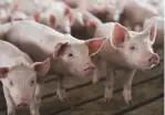  ?? (Ben Brewer/Reuters) ?? A PEN OF young pigs is seen during a May 2019 tour of a hog farm in Ryan, Iowa.