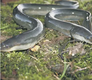  ?? ?? European eels, pictured by Darryl Clifton-Day