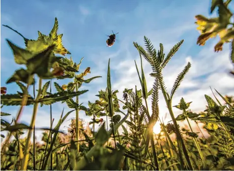  ?? Foto: Frank Rumpenhors­t/dpa ?? Eine Hummel sammelt auf einer Wiese noch Nektar und Pollen ein. Forscher sagen: In manchen Teilen Deutschlan­ds gibt es weniger Insekten.
