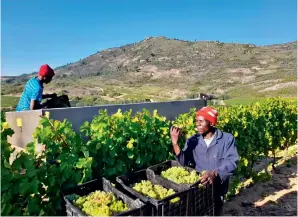  ?? ?? Le climat méditerran­éen du Cap-occidental, en Afrique du Sud, est idéal pour la viticultur­e et a fait du pays l’un des meilleurs producteur­s de vin au monde.