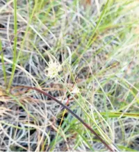  ?? Mark Champion ?? The white beak sedge had not been seen in Greater Manchester for 150 years until it was spotted recently at Astley Moss