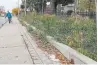  ??  ?? For years, flower beds that run between the sidewalk and a fence on the west side of East York YY Collegiate Institute have been choked with weeds.