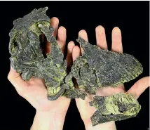  ?? WASHINGTON POST ?? The fossil skull of the young diplodocus, nicknamed ‘‘Andrew’’ and held by paleontolo­gist D. Cary Woodruff.