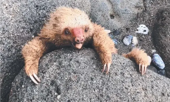  ?? Picture: FACEBOOK ?? The exhausted baby sloth was clinging to rocks at Punta Tigre, Costa Rica when rescued by Dirk Morgan, whose family owns a lodge in the area.