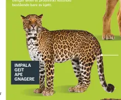  ??  ?? IMPALA GEIT
APE GNAGERE Leopard
Leoparden jakter alene. Den er for det meste på utkikk etter mindre dyr med hover, selv om den kan ta aper og andre smådyr hvis det er lite mat. Vanligvis er disse mindre byttene lette å fange og dra med seg opp i...