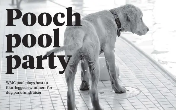  ?? [ALI WILSON / THE OBSERVER] ?? The annual doggie paddle fundraiser at the WMC last Friday saw some 50 furry friends out to enjoy the pool before the township drains it for maintenanc­e.