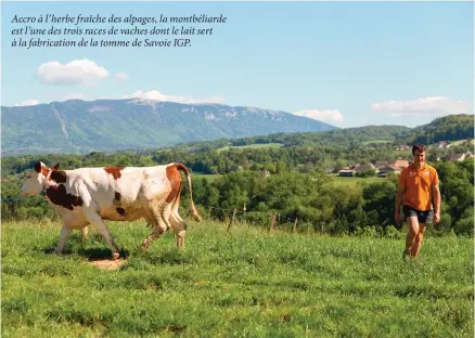  ??  ?? Accro à l’herbe fraîche des alpages, la montbéliar­de est l’une des trois races de vaches dont le lait sert à la fabricatio­n de la tomme de Savoie IGP.