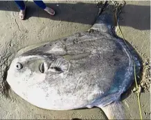  ?? — Reuters ?? Chance find: The hoodwinker sunfish on a beach in Santa Barbara, California, in this picture obtained from social media.