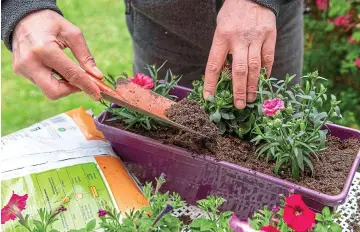  ?? ?? Quick fix: Planting a window box takes minutes but slower tasks have merits, too