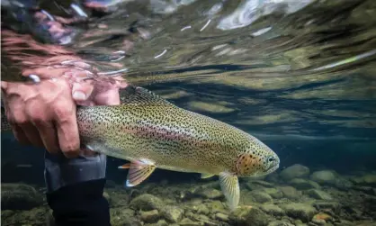  ?? Photograph: Cavan Images/Alamy ?? ‘My laboratory and others across the world have shown that the physiology, neurobiolo­gy, molecular biology and brain activity that many fish species show in response to painful stimuli is comparable to mammals.’