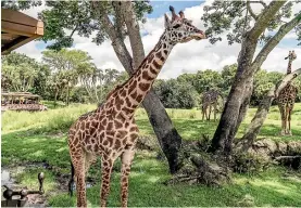  ??  ?? Animal Kingdom is 230 hectares, mostly devoted to a real zoological park, hosting African and Asian wildlife living in recreated natural landscapes.