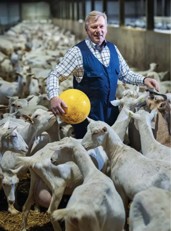  ?? FOTO LUC DAELEMANS ?? Ivan Konings: “Ik kende werkelijk niets van geiten. Niet wat ze eten, niet hoe ze lammeren, niet hoeveel melk ze per dag geven.”