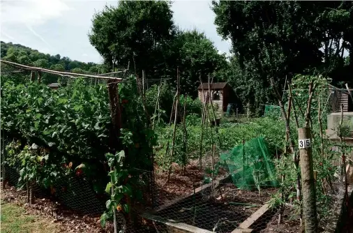  ??  ?? ABOVE: The author’s allotment: vegetable growing communitie­s share a collective unconsciou­s of folklore, magical thinking and mythology.