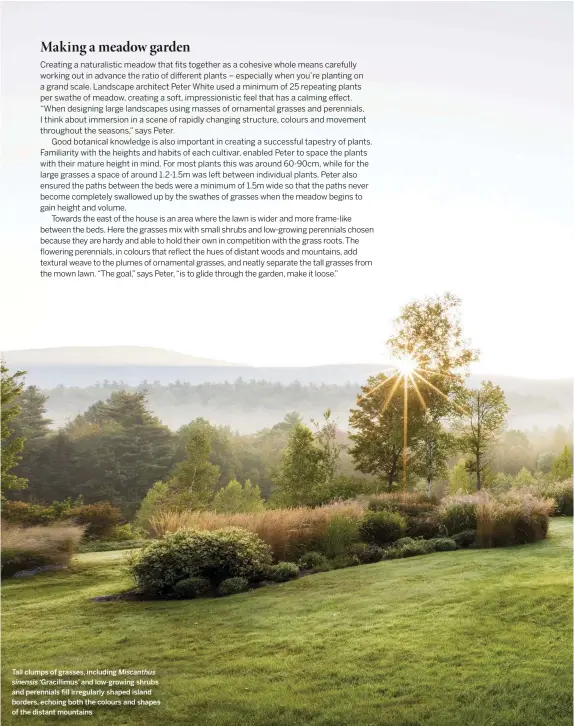  ??  ?? 82 Tall clumps of grasses, including‘Gracillimu­s’ and low-growing shrubs and perennials fill irregularl­y shaped island borders, echoing both the colours and shapes of the distant mountains sinensis Miscanthus