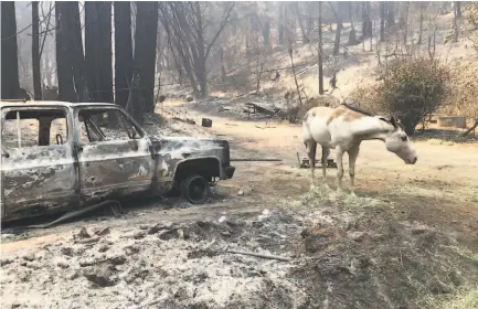  ?? Megan Cassidy / The Chronicle ?? A horse stands near the remains of a hilltop home destroyed by the LNU Lighting Complex fire in Sonoma County in August.