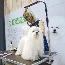  ??  ?? See different dog breeds like this beautiful Maltese in the Philippine Circuit starting tomorrow, Jan. 18.