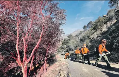  ?? Mel Melcon Los Angeles Times ?? MEMBERS OF THE Nevada Division of Forestry head toward hot spots of the Thomas fire in Montecito, passing trees covered in flame retardant near East Mountain Drive. By Monday night, the destructiv­e blaze had reached 271,000 acres and was 50% contained.