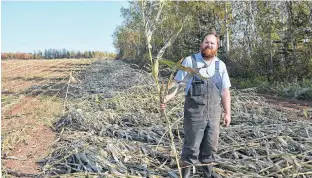  ?? ERIC MCCARTHY/JOURNAL PIONEER ?? Daniel MacDonald stands up a corn stalk in a section of his cornfield where everything was flattened by post-tropical storm Dorian. A modificati­on to his corn chopper is allowing him to pick up most of his crop.