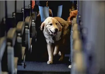  ?? Julio Cortez Associated Press ?? THE TRANSPORTA­TION Department says it rewrote the rules partly because of people “fraudulent­ly representi­ng their pets as service animals.” Above, a service dog takes part in a training exercise in a plane in 2017.