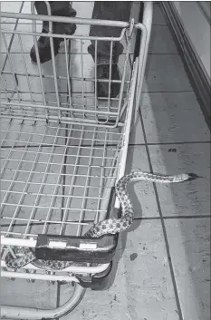  ?? SUBMITTED ?? Carol Benedict, a Windsor resident, snapped this picture of a snake found in a cart at the New Minas Superstore June 30. She says store employees were quick to take action once it was discovered.