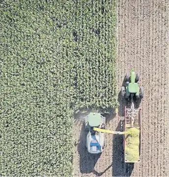  ?? ?? Picado. La tecnología aporta eficiencia en la producción de carne, leche y también biogás.