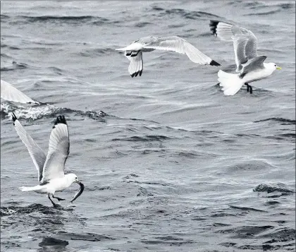  ?? BRUCE MACTAVISH PHOTO ?? Black-legged kittiwakes dip for caplin coming into the beach to spawn.