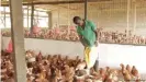  ??  ?? Ungleicher Wettbewerb: Afrikas Hühnerfarm­er, wie hier in Ghana, konkurrier­en mit EU-Importen