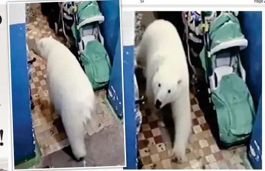  ??  ?? Caught on CCTV: A polar bear prowls past a pram – fortunatel­y empty – after making its way inside a block of flats