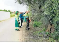  ?? ?? Operarios llevan a cabo labores de poda, en una imagen de archivo.