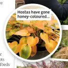  ??  ?? Hostas have gone honey-coloured...