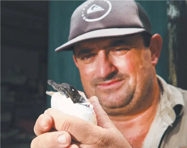  ?? Picture: JUSTIN BRIERTY ?? JUST A NIPPER: Crocodile Farm supervisor Trent Hockey with a newly-hatched baby saltie at Hartley’s Crocodile Farm.