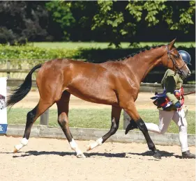  ??  ?? Catherston Temptation collects the in-hand sport horse title