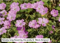  ?? ?? Reliably long-flowering, the pretty G. ‘Mavis Simpson’