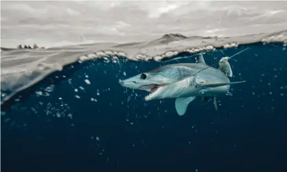  ?? Photograph: Rodrigo Friscione/Getty/Image Source ?? A young mako fighting on a line in Baja California, Mexico. Able to swim at 45mph and leap out of the water, makos are prized in sportfishi­ng.