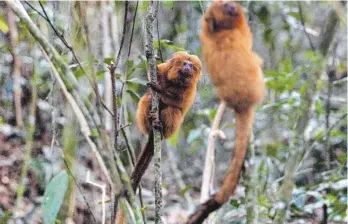  ?? FOTO: SILVIA IZQUIERDO/AP/DPA ?? Zwei vom Aussterben bedrohte Goldene Löwenäffch­en halten sich an Bäumen in der brasiliani­schen Waldregion­Silva Jardim fest.